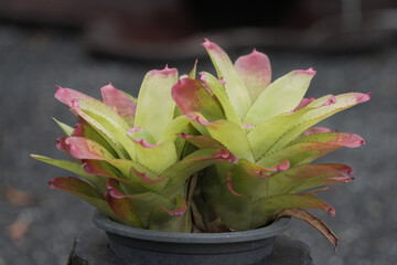 Bromeliads Plant Pot