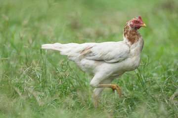 white chicken in natural habitats at country life
