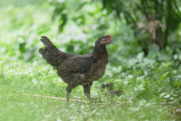black chicken in natural habitats at country life