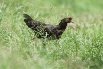 black chicken in natural habitats at country life