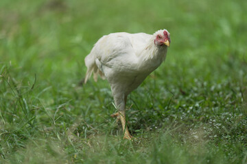white chicken in natural habitats at country life