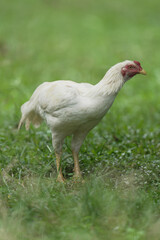 white chicken in natural habitats at country life