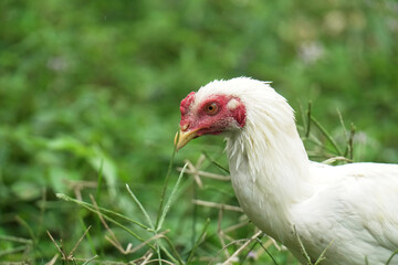 white chicken in natural habitats at country life
