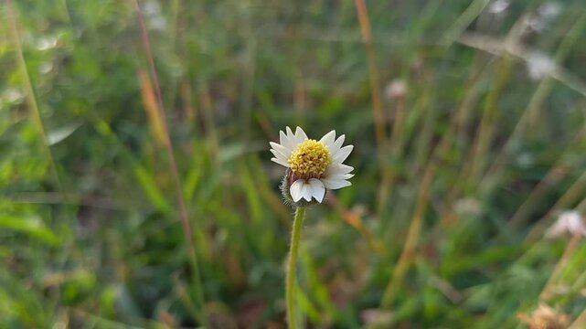 Close-up of a Tridax Daisy Flower in Natural Green Meadow