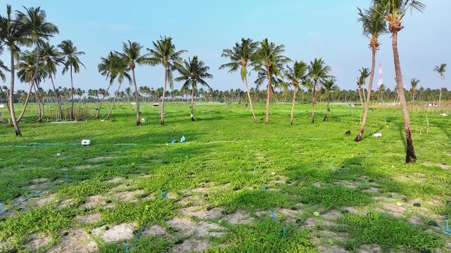 Aerial view of lush green watermelon plants and coconut trees under a clear sky, creating a vibrant tropical landscape, Thoddoo, Alif Alif Atoll, Maldives.