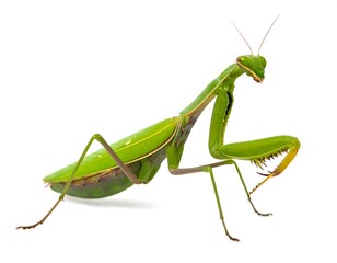 Bright green praying mantis with bent forelimbs on white, facing right, slender insect