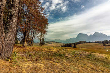 Fototapeta premium Autumn landscape near Siusi in the Italian Dolomites with mountain panorama, trees in warm colors and wide alpine meadow