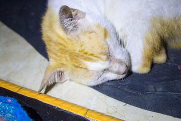 Close-up of an orange and white cat sleeping peacefully on a black fabric surface indoors, showing...
