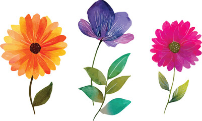 colorful flowers isolated on white