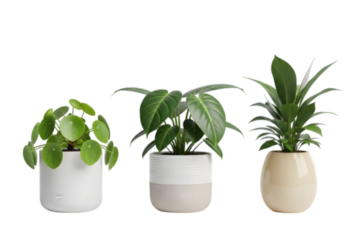 Isolated potted plants , Collection of various houseplants displayed in ceramic pots with transparent background. Potted exotic house plants on white shelf against white wall