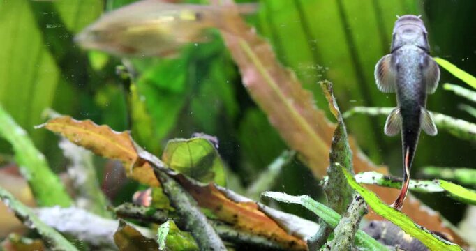 Freshwater decorative aquarium tank, swimming fish Barb Pethia Conchonius, garra flavatra. Natural plants Echinodorus, cryptocoryne green leaves background. 