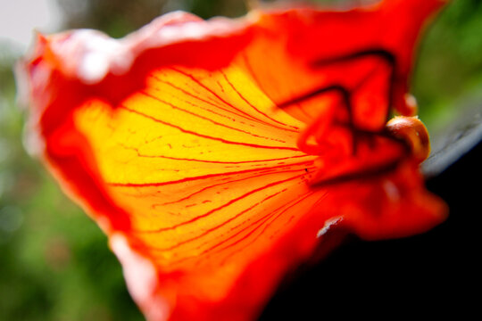 Abstract Close-up of Fiery Orange and Yellow Tropical Flower - Powered by Adobe