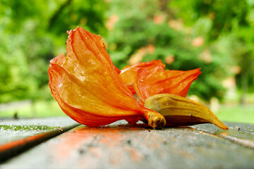Abstract Close-up of Fiery Orange and Yellow Tropical Flower