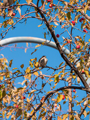 Sparrow perched up in a tree on a bright autumn morning in the Old Port of Montreal, Quebec, Canada