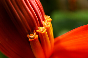 Macro Detail of Red and Yellow Banana Flower Stamens