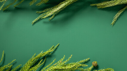 christmas background with fir branches on green background,christmas tree branches frame,fir...