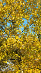 yellow autumn leaves against the blue sky
