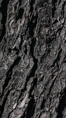 chestnut bark with visible details. background or textura