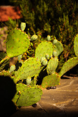 Prickly Pear Cactus in Partial Shade
