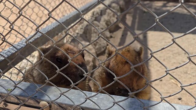 Rock Hyrax Feeding in Zoo Enclosure