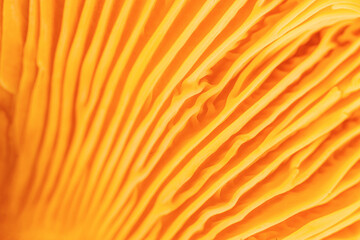Abstract macro photo nature pattern from chanterelle mushrooms, close up texture of cap fungus. Bright vivid yellow orange colored backdrop, beauty nature, real forms and details, natural minimalism. © yrabota
