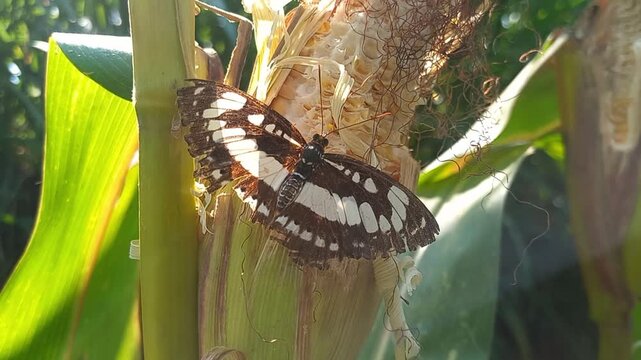 Brown and White Butterfly Resting on Corn Plant in Natural Outdoor Environment