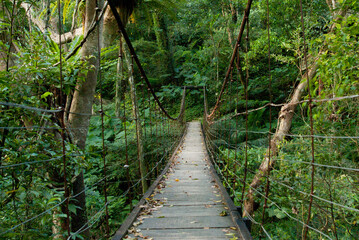 A suspension bridge in a forest.