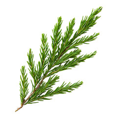 Fototapeta premium Fresh green conifer branch on a transparent background on transparent background