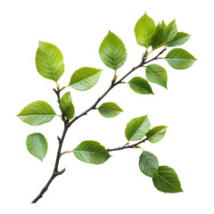 Fototapeta premium Green leaves on a branch isolated on transparent background on transparent background