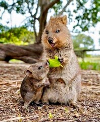  Cute Quokka With Baby Eating Leaf in Forest.jpg