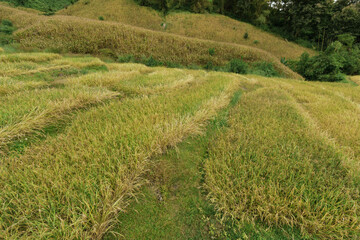 Beautiful step of rice terrace