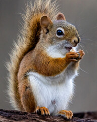 Naklejka premium American Red Squirrel (Tamiasciurus hudsonicus) standing on his back legs eating a nut, isolated against a blurred background. 