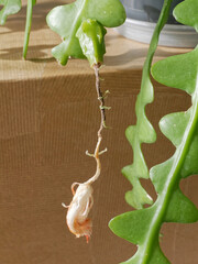 Epiphyllum anguliger (zig zag cactus) with a young fruit after blooming
