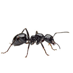 Black ant macro detail isolated on a transparent background