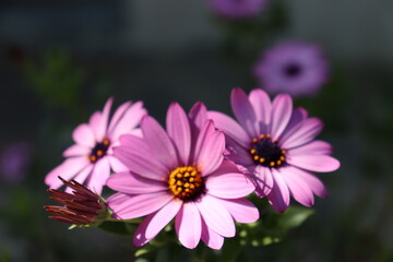 Obraz premium Dimorphotheca flower close-up