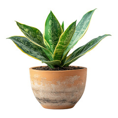 Green snake plant in terracotta pot on white background on transparent background