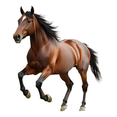 Brown horse galloping on a transparent background on transparent background
