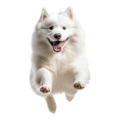 Jumping white dog in a playful moment of joy on transparent background
