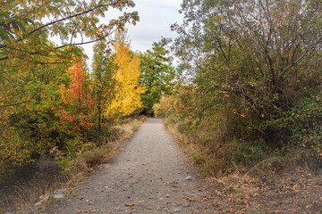 Scenic pathway surrounded by vibrant autumn foliage, featuring a gravel trail leading through colorful trees, inviting exploration and connection with nature's beauty and tranquility