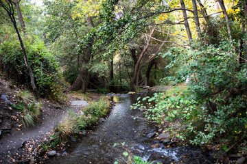 Serene forest stream flowing through lush greenery and autumn foliage