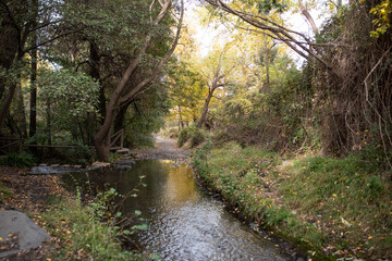 Serene forest stream surrounded by autumn foliage and natural beauty