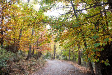 Scenic autumn pathway surrounded by vibrant foliage and trees