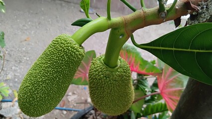 green jackfruit on the tree
