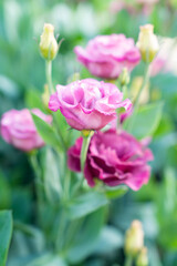 Close up of gentle pink flowers lisianthus spring concept.
