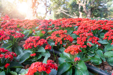 Red color Kalanchoe or Calandiva flowers plants.