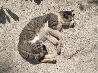 A Stray Tabby Cat Lying Lazy on Sand Outdoor