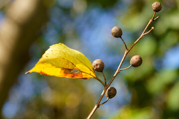 色づいた葉とエノキの実
