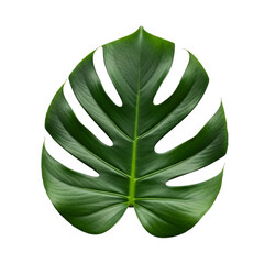 Green Monstera Leaf isolated on a transparent background