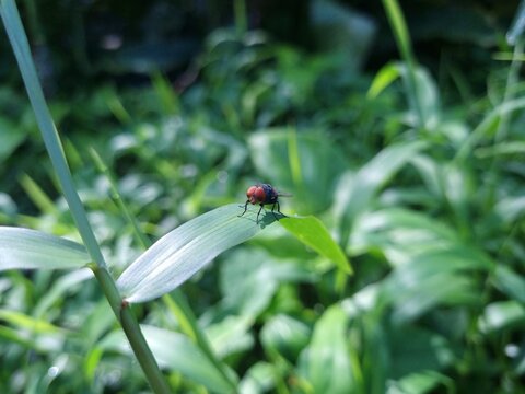 ladybug on green leaf