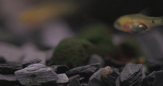 A young Barb Pethia Conchonius swims against the current near the rocky bottom of a freshwater aquarium tank. eating small pieces of spirulina food. A close-up of a home aquarium with a tropical fish.